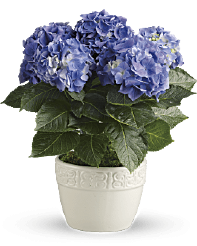 <p>Have you ever seen a happier plant? The hydrangea's beautiful, billowing blooms are beloved by all. Send this 6-inch potted blue hydrangea plant as a housewarming gift or simply to brighten someone's day with a living gift.<br />
Container may vary based on availability.</p>