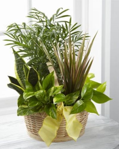 <p>The FTD® French Garden™ employs lush, green plants to create a gift ideal for any of life's special occasions. Containing a varied assortment of 6 green plants, this dish garden arrives presented in a natural round woodchip basket accented with a yellow wired taffeta ribbon to create a wonderful way to send your sentiments across the miles.</p>