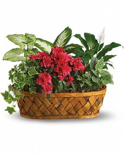 <div class="m-pdp-tabs-description">
<div id="mark-1" class="m-pdp-tabs-marketing-description">You don't need a green thumb to love plants galore! Plants, plants and more plants are delivered in a handsome woodchip basket.</div>
</div>
<p id="arrngDescp">Easier to care for than pronounce, a hot pink azalea and white hypoestes are joined by dieffenbachia, nephthytis, spathiphyllum and ivy. All are hand-arranged in a pretty wicker basket. It's an abundance of natural beauty.</p>