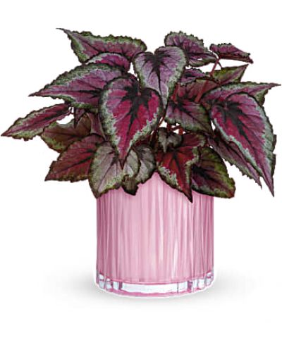 A gorgeous living gift that will brighten mom's mood for many days to come, this pretty potted pink begonia plant gets the glam treatment in a pearlescent pink glass vase with chic sculpted details.
